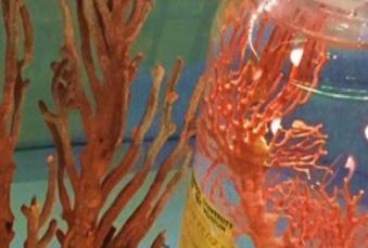 Coral samples from the exhibition 'Under the Sea'