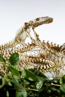 Python Skeleton in the Tate Hall Museum